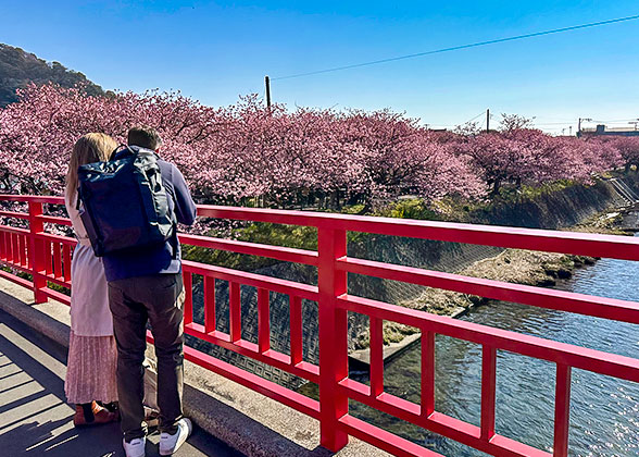 Cherry Blossoms in Takayama