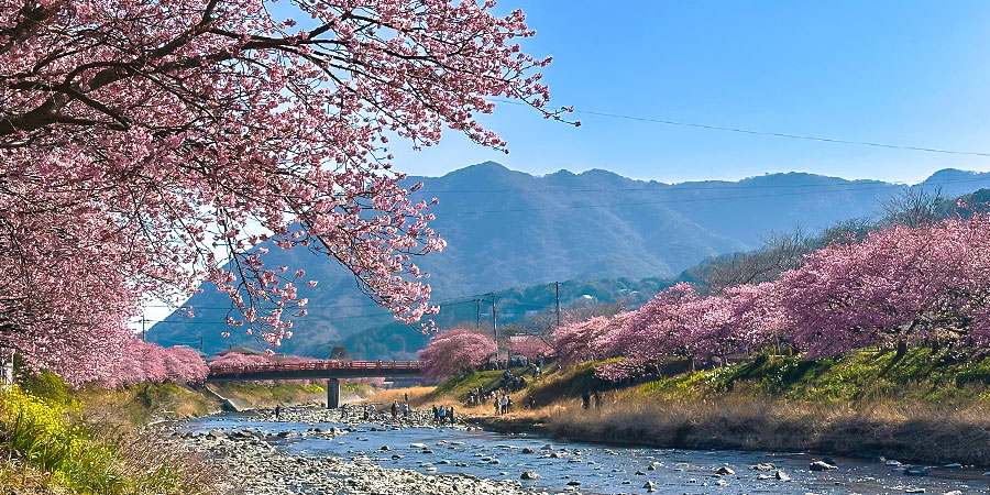 Enjoy Cherry Blossoms in Tokyo
