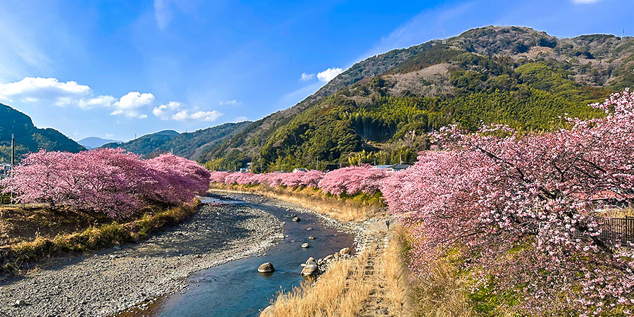 View of Cherry Blossoms in Japan Alps