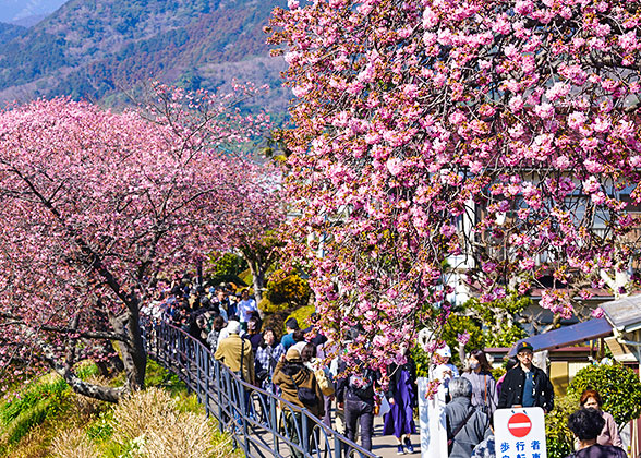 Viewing of Cherry Blossoms in Oshino Hakkai Village near Mt. Fuji