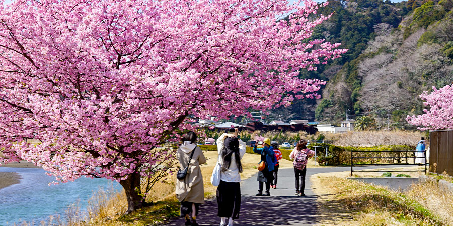 Cherry blossoms in Wakayama