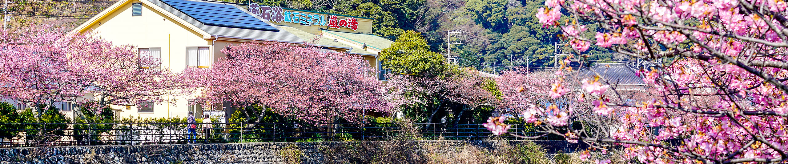 Cheery Flowers in Full Bloom
