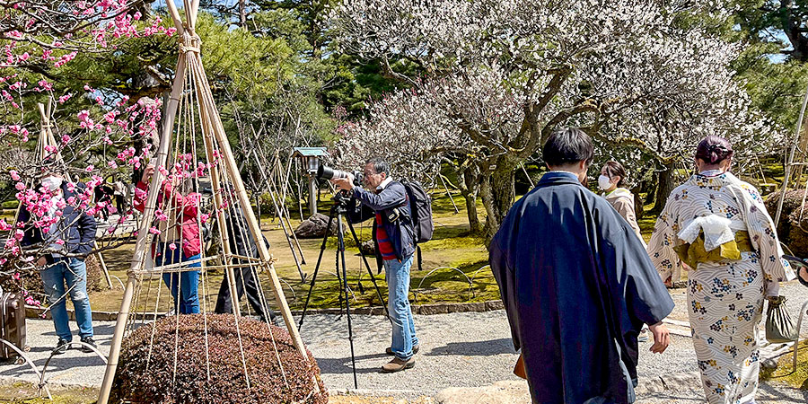 Admiring Cherry Blossoms in Spring