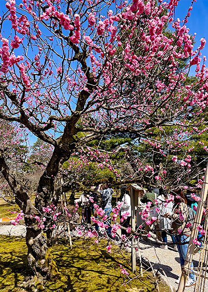 Cherry Flowers in Spring
