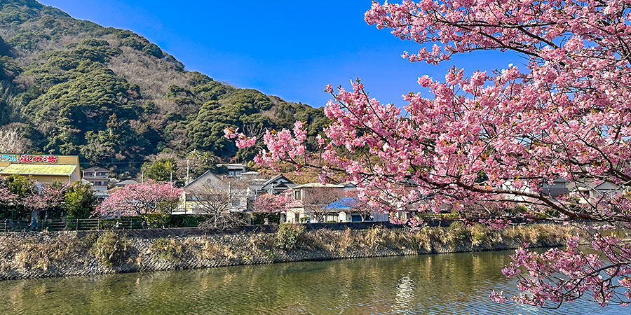 Chidorigafuchi in Tokyo