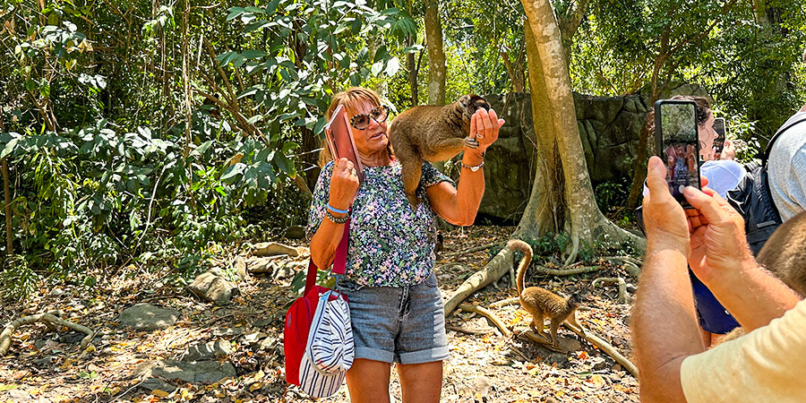 Cute Lemur and Guest