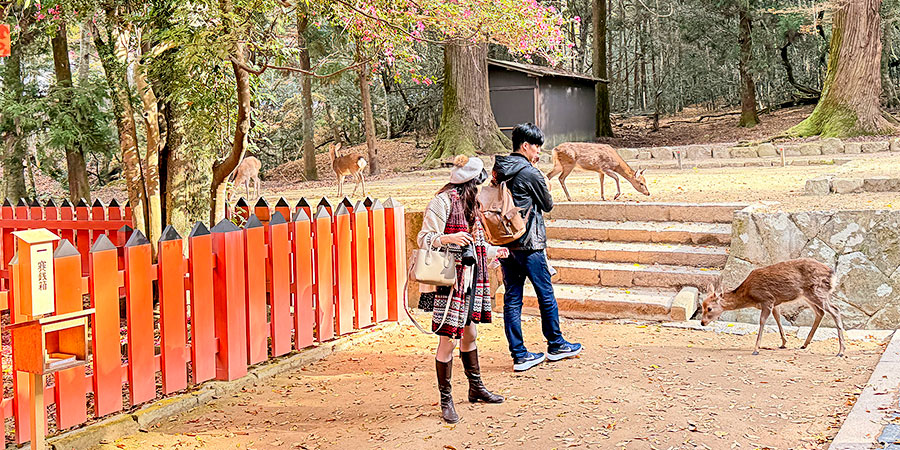 Deer near the Naramachi Koshinoie