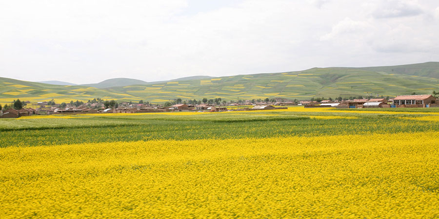 Canola Flowers in Dien Bien Phu