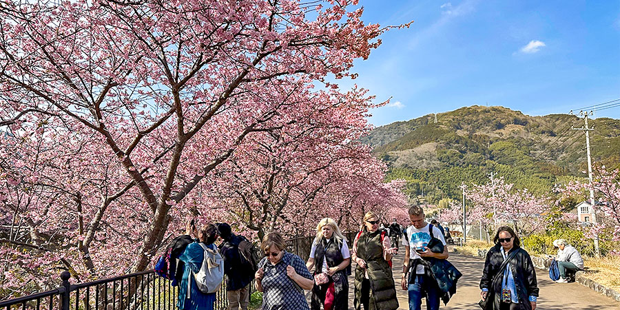Japan's Early Sakura in February