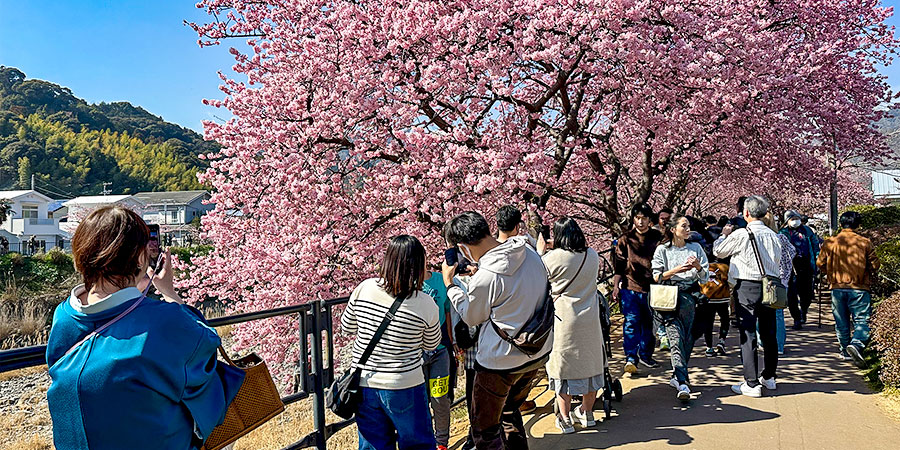 Early Cherry Blossoms in Tokyo