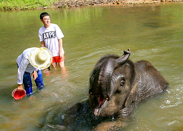 Chiang Mai Elephant Jungle Sanctuary