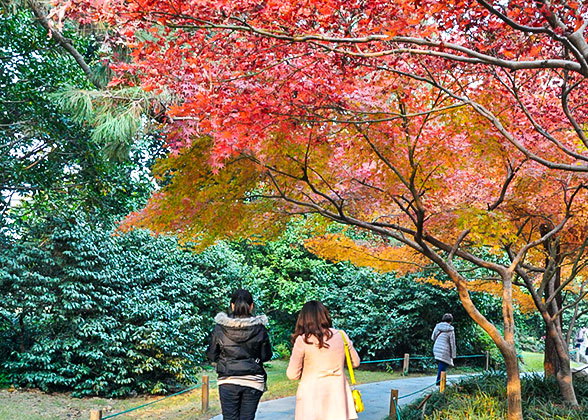 Fall Foliage in Takayama City