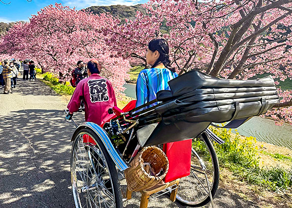 Cherry Blossom in Japan