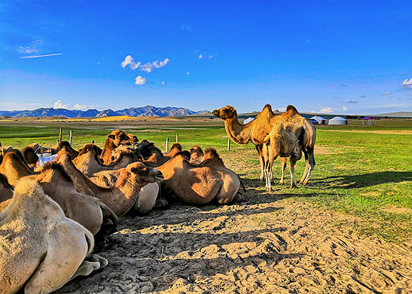 Erbent Desert Community