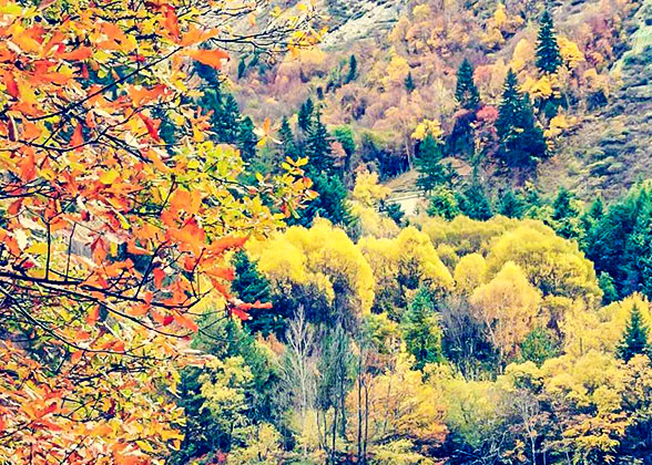 Fall Foliage on Mountains in Takayama