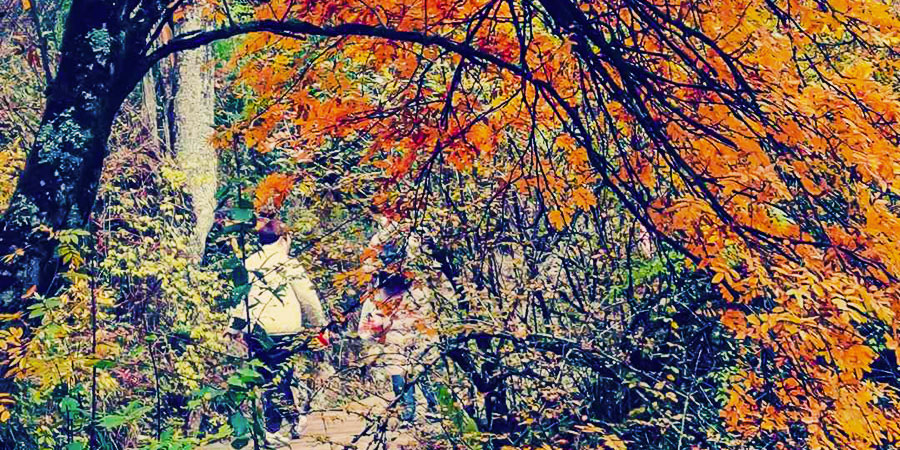 Hiking with Autumn Leaves