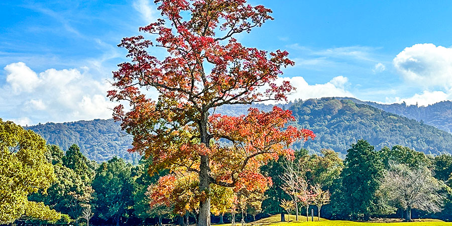 Yoyogi Park