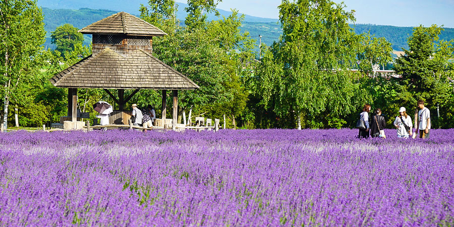 Lavender of Farm Tomita in Furano
