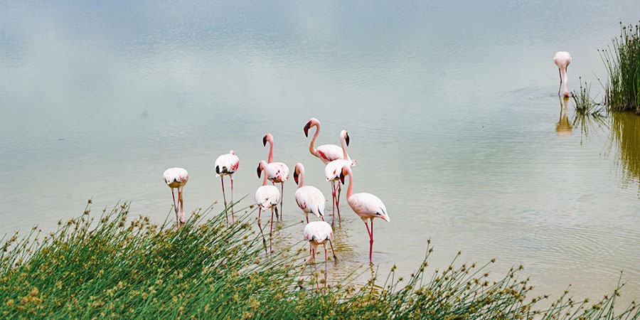 Flamingos in Tsimanampetsotsa National Park