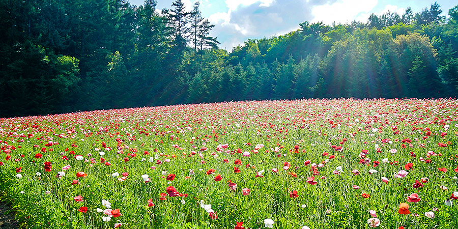 Flower Land Kamifurano in August
