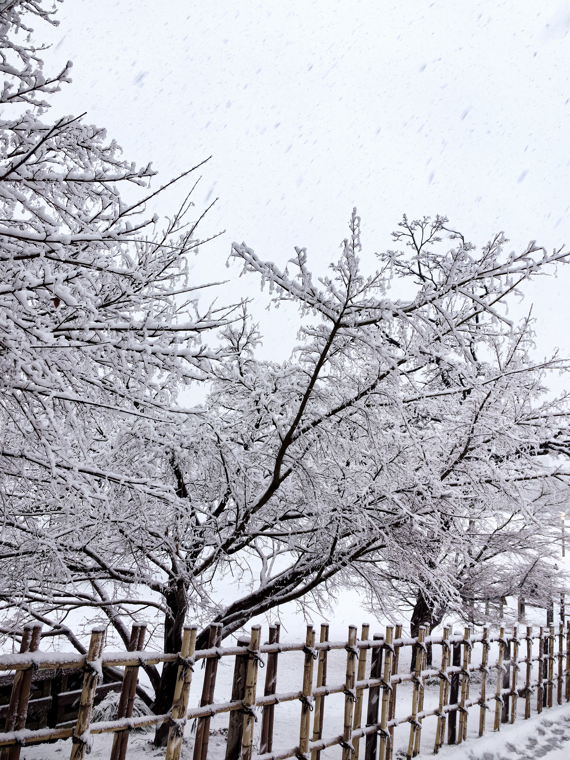 Frost-covered Trees in Sendai