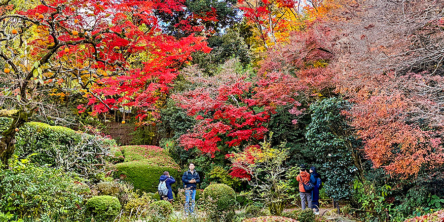 Colorful Leaves in Fukuoka