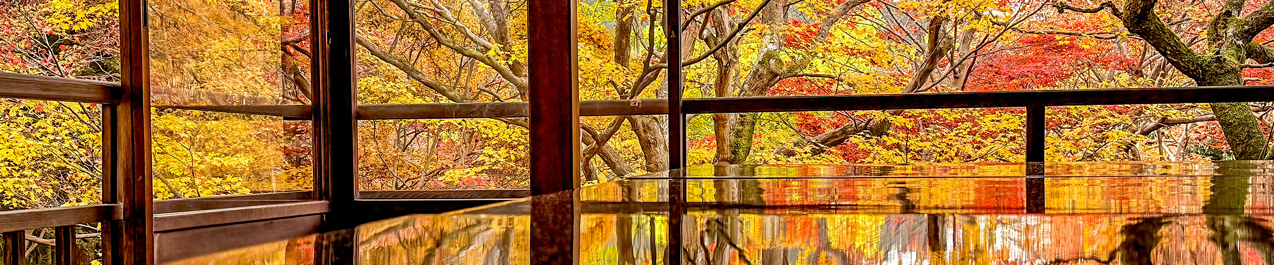 Fukuoka Colorful Leaves