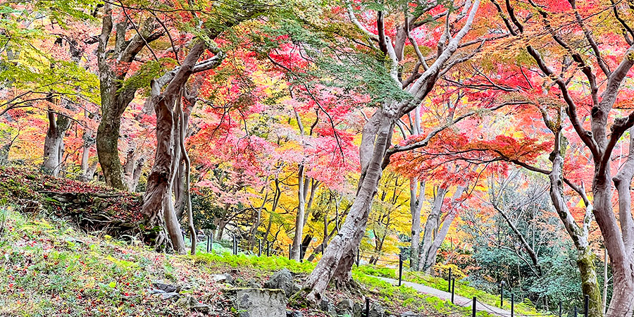 Colorful Autumn View in Fukuoka