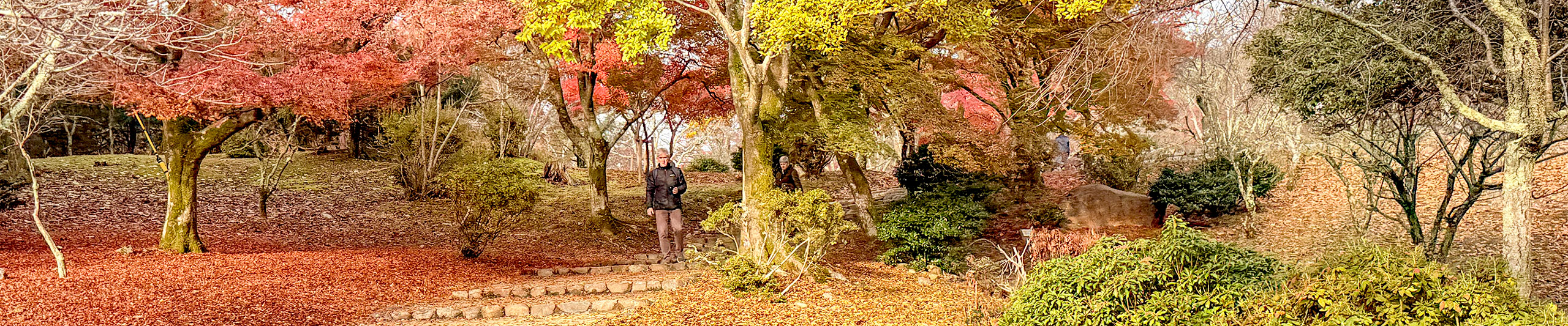 Fukuoka Fall Foliage View