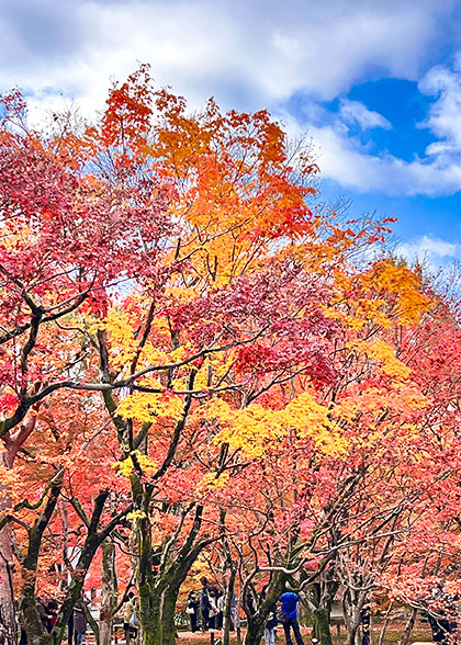 Peak Fall Foliage View