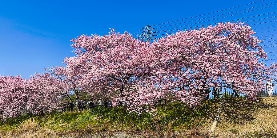 Cherry Blossoms in Fukuoka in April