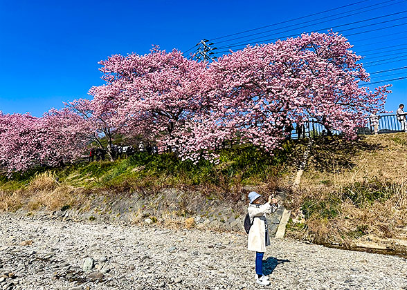 Lovely Cherry Blossoms in Fukuoka