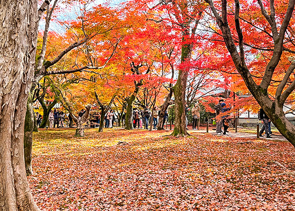 Autumn View in Fukuoka