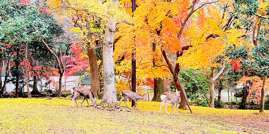 Gangoji Temple in Autumn