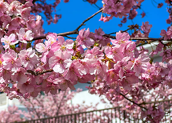 Cherry Blossoms in Kanazawa Castle