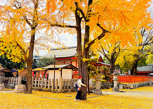 The ginkgo tree at Toji Temple