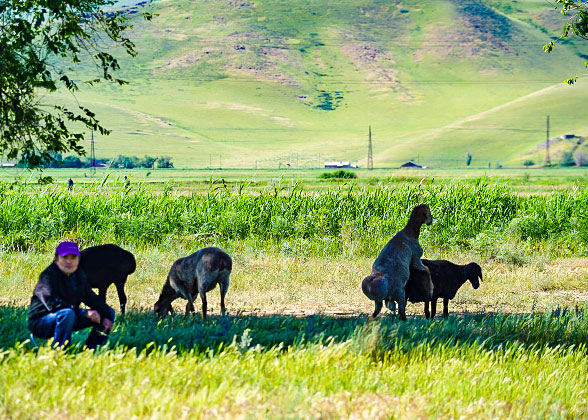 Grassland in Kyrgyzstan