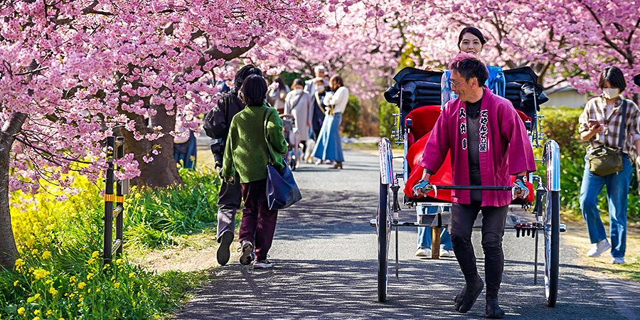 Rickshaw in Sakura Season Rickshaw in Sakura Season