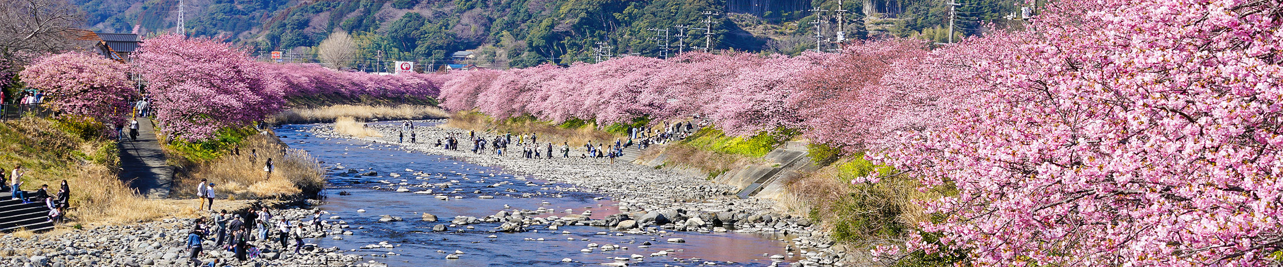 Cherry Blossom Season Cherry Blossom Season