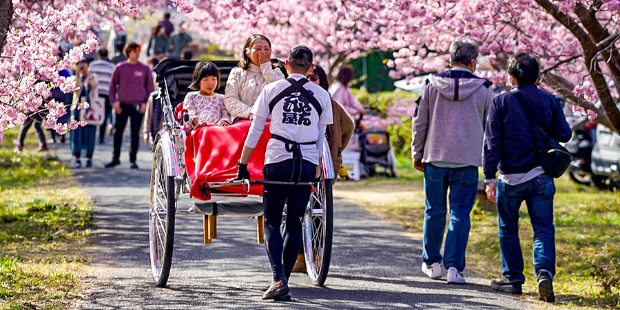 Rickshaws in Cherry Blossom Season Rickshaws in Cherry Blossom Season