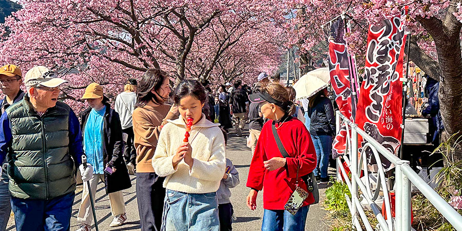 Visitors in Sakura Season