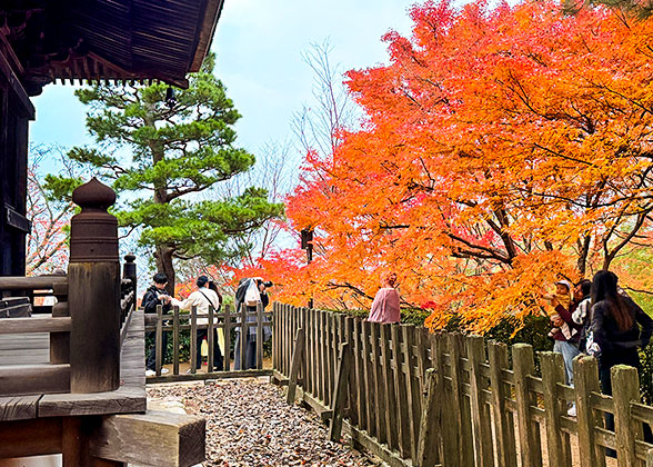 Beautiful Autumn Leaves