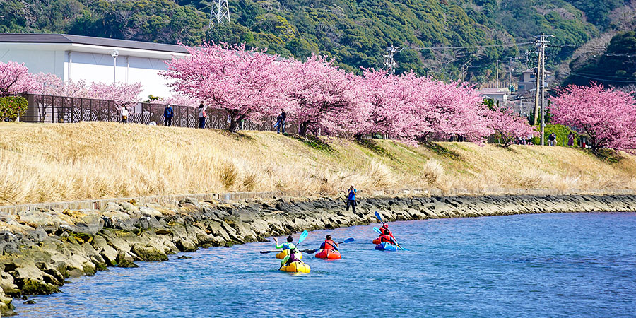 Hakodate Cherry Trees