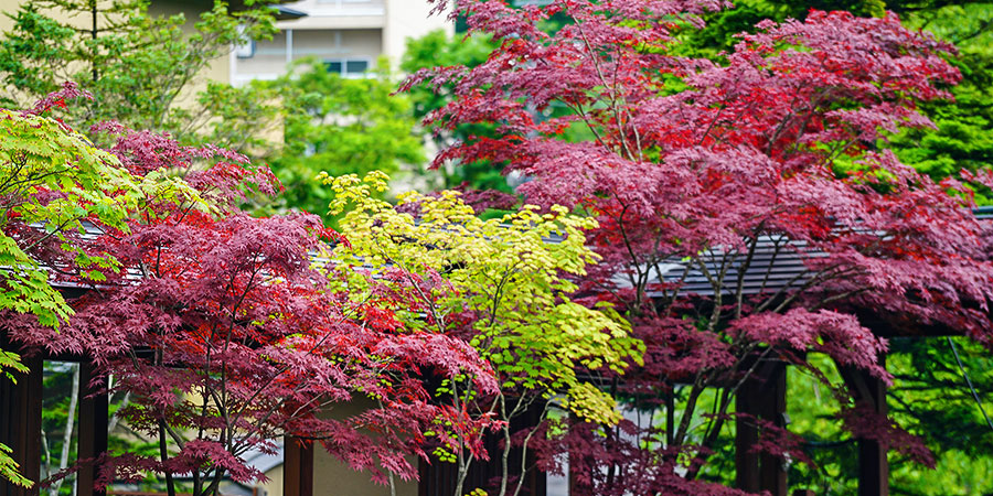 Fall Leaves in Hakodate Streets