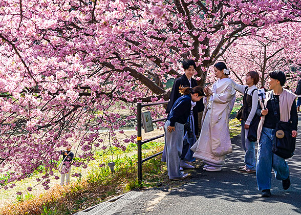 Elegant Cherry Flowers