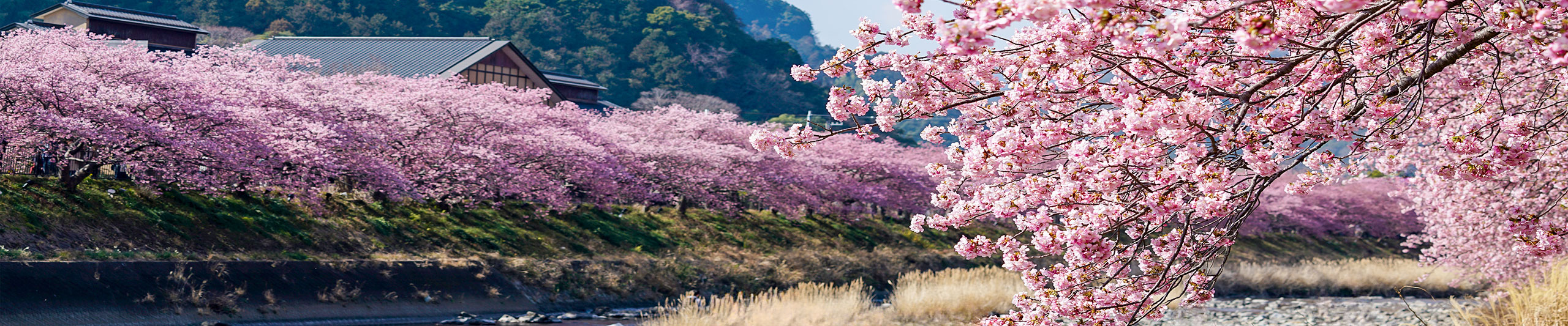 Hakodate Cherry Trees