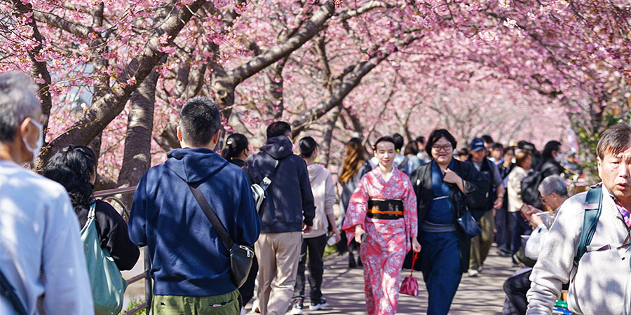 Cherry Blossom Season