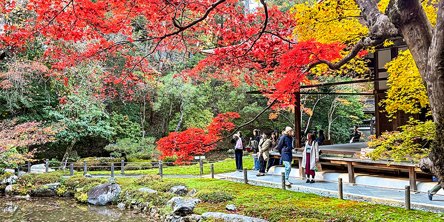 Colorful Fall Leaves