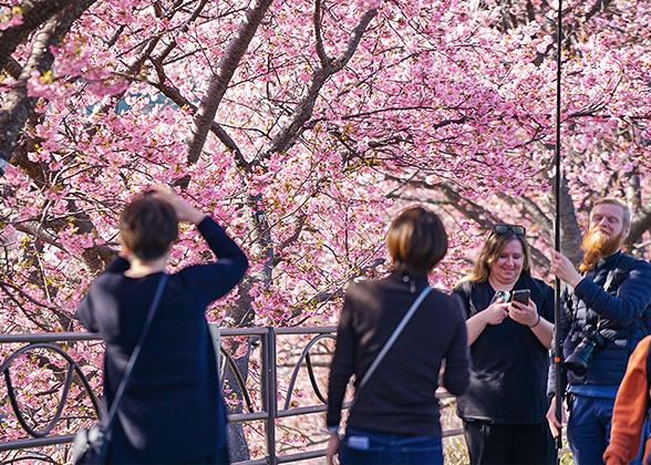 Hakodate Cherry Blossoms
