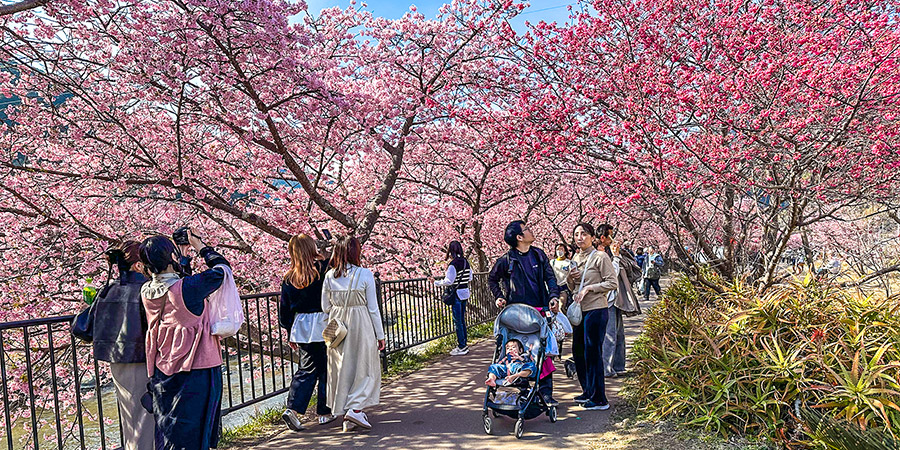 Cherry Blossom in Hakone